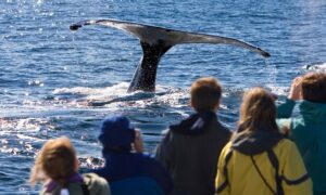 When is Hermanus Whale Festival 2021