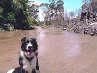 Hermanus-Dog-Walker