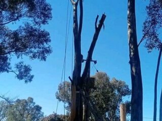 Michaelss-Tree-Felling-services